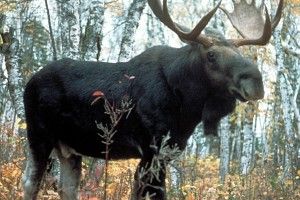 Міністерство екології та природних ресурсів України за підтримки зоозахисників зуміло відстояти у суді місце лося у Червоній книзі