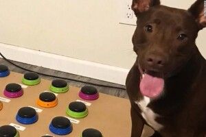 Собака вивчив 29 слів! (Відео)