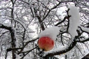Зціліть кору меблевими цвяхами. Як плодовим деревам пережити нинішню зиму