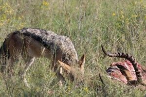 В Україні з’явилися шакали