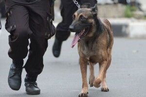 У Мадриді поліцейських собак лікують від стресу Моцартом