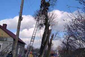 На Рівненщині чоловік заліз високо на дерево і застряг
