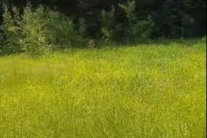 «Церква за ніч пішла під землю»: на Волині в цьому урочищі не росте жодне дерево