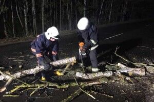 На трасі Київ-Ковель дерево ледь не впало на машину (Відео)