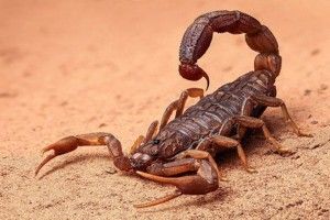 В Австралії 19-річний гравець забив неймовірний гол «ударом скорпіона» (ВІДЕО)