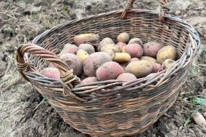Чому врожай картоплі на Волині не тішить господарів (Відео)