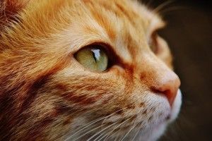 На Полтавщині живодеру, який позбиткувався над котом, дали шість років в'язниці