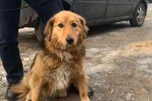 Собаче щастя нарешті вхопило за хвіст чотирилапу лучанку Джессі (Фото)