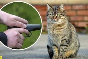 На Прикарпатті чоловік розстріляв домашнього улюбленця сусідів
