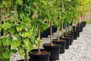 Киянам безкоштовно роздадуть саджанці дерев для озеленення міста