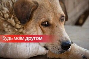 З нагоди Міжнародного дня безпритульних тварин волинян закликають вхопити за хвіст своє чотирилапе щастя