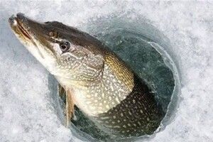 На Волині діятиме нерестова заборона на вилов щуки