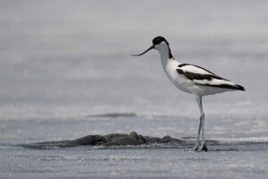 Рівненський фотомисливець влаштував грандіозне «полювання» на птахів на Арабатській стрілці (Фото) 