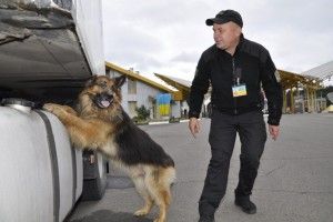 На Волині службові собаки виявили наркотики