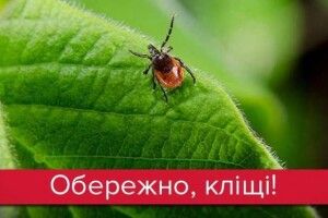 Волинян атакують кліщі: як вберегтися