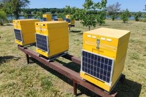 В Україні відкрили першу в світі унікальну IT-пасіку