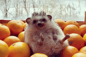 Львівський їжак став справжнісінькою зіркою соцмереж (фото)