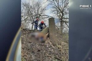 На Рівненщині дерево вбило чоловіка (Відео)