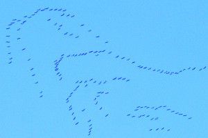 158 птахів у небі — ​наче літери прощального листа