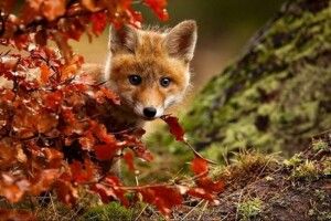 Волинь захищена від сказу: розповсюджено понад 300 тисяч доз вакцини