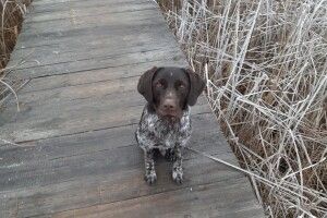 На Волині між озерами Болотне та Пісочне зник дратхаар Річ (фото)