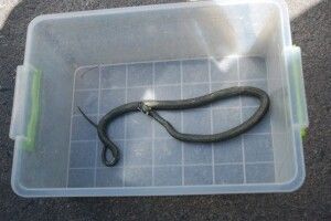 У Рівному на майданчику з дітьми «бавилася» змія (Фото)