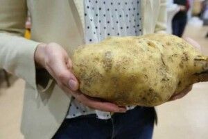 У Польщі виростили картоплину вагою 2 кг