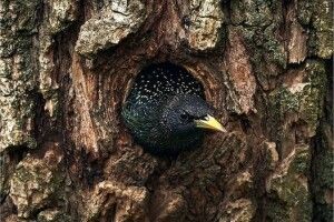 Шпак-хоробряк відбив своє дупло від зазіхань трьох вивірок-рейдеркинь