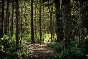 На Ратнівщині найкраще лісництво — Кортеліське