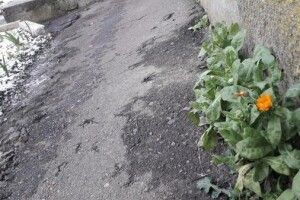 На Різдво у Дубно зацвіли календули