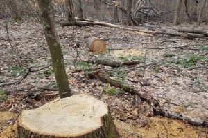На Волині вкрали 5 дубів. Поліція шокована