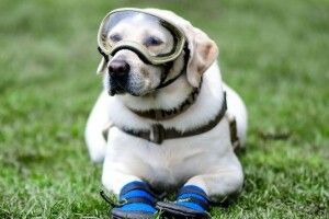 Знаменита собака-рятувальниця пішла на пенсію після 9 років служби