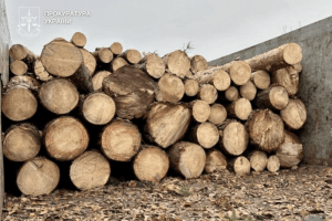 На Волині 13 ділків лісової мафії постануть перед судом