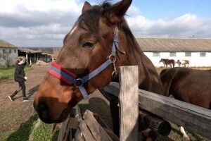 У громаді на Рівненщині розповіли, для чого викупили в держави іподром 