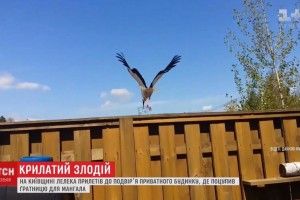 Лелека поцупив із подвір’я будинку решітку для мангалу