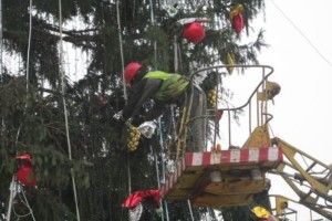 Головну ялинку Рівненської області пустять на дрова і лавки