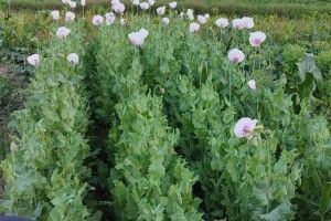 Волинянка насадила на городі маку