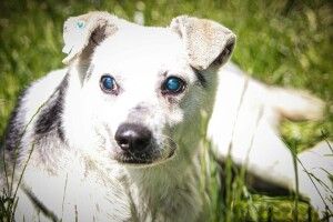 У Луцьку шукає господаря незрячий пес Бобік (Фото)