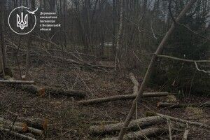 На Волині виявлено масштабну незаконну порубку дерев