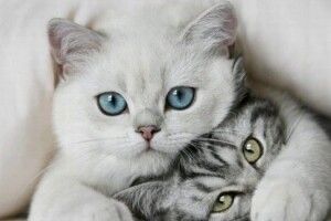 Вперше у світі підрахували безпритульних котів