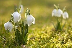 На Волині екоінспекція виявляє незаконні продажів первоцвітів