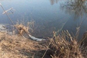 За місяць на Волині зафіксовано 51 порушення правил рибальства