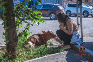 Дівчина поселила в квартирі теля й порося (Фото)