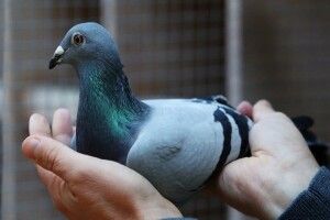  Голуба продали за рекордних 1,9 мільйона доларів