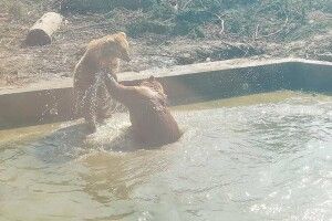 У Луцьку клишонога грайливо потерла спинку клишоногому (Фото)