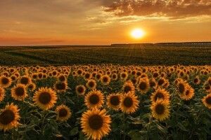 На Волині очікуються дощі та грози