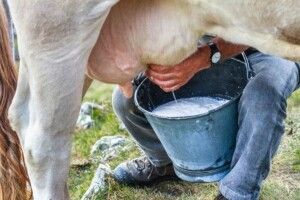Фермери змушені виливати молоко на гноївку