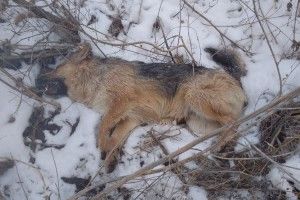 У Локачах вчергове потруїли собак