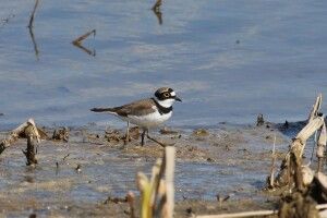 Волинський фотомисливець влаштував грандіозне полювання на коловодників, грициків та плисок (Фото)