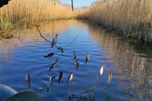Протягом тижня попереджено збитків природі Волині на майже 14 тисяч гривень